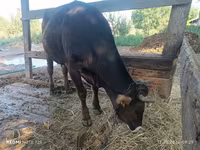 गाय, अलाताऊ नस्ल — फ़ोटो 4