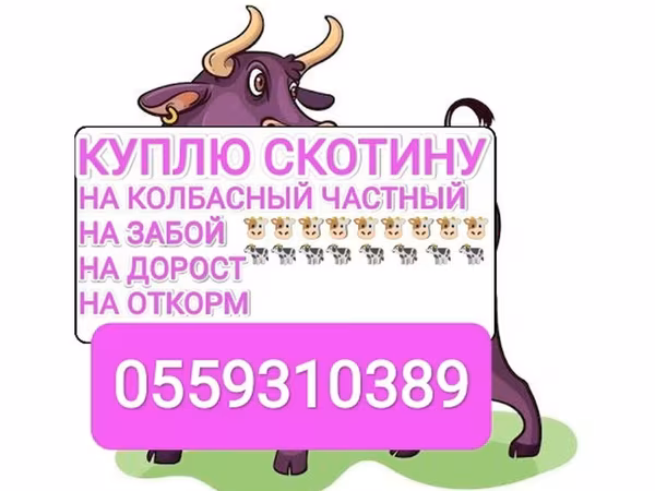 Бұқа, Ірі қара — Қырғызстан