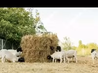 मेढ़ा, Dorper sheep — फ़ोटो 4