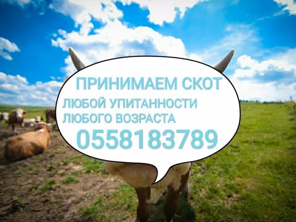 Бұқа, Ірі қара