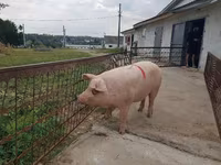 Säue, Schweine — Foto 4