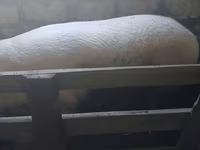नर सूअर, सूअर — फ़ोटो 2