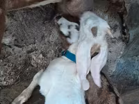 Теке, Nubian Goat — 3-сурет