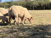 Қошқар, Charollais sheep — 3-сурет
