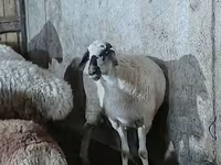 भेड़, भेड़ — फ़ोटो 4