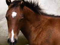 Hengst, Quarter Horse — Foto 2