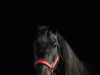 Yegua, Trakehner — foto 3