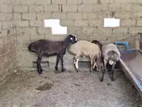 Қошқар, Arashan sheep — 4-сурет
