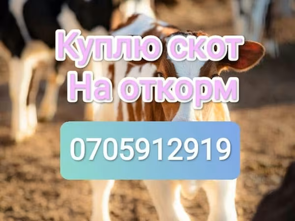 Бұқа, Ірі қара