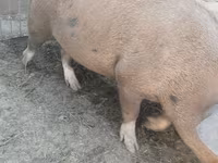 Boar, Pigs — photo 2