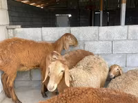 भेड़, भेड़ — फ़ोटो 2