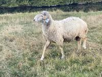 Carnero, Karakul sheep — foto 5