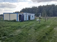 Овца, Романовская овца — фото 5