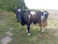 Kuh, Rinder — Foto 2