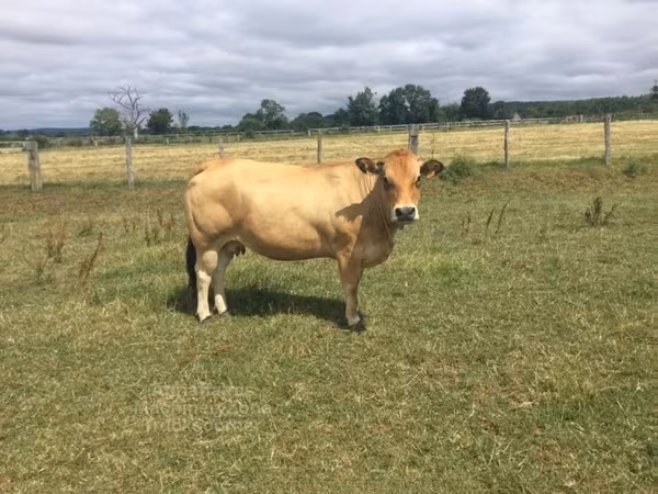 Сиыр, Partenaise cattle