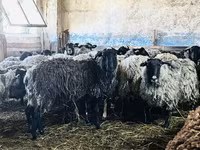 公羊, Romanov sheep — 照片 3