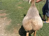 Қошқар, Edilbay sheep — 2-сурет