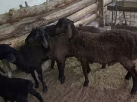 Ram, Sheep — photo 1