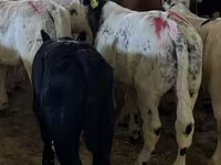 公牛, Cattle — 照片 1