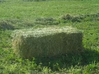 cumpar lucerna — फ़ोटो 1