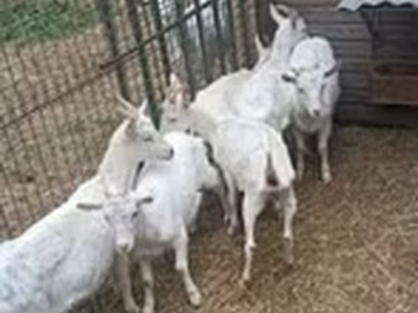 Ешкі, Saanen goat