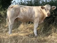 Toro, Raza de vaca — foto 4