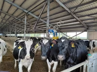 Cow, Holstein breed — photo 3