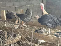 Turkeys — 3-сурет
