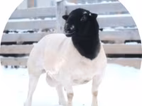 Қошқар, Dorper sheep — 1-сурет