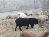 भेड़, भेड़ — फ़ोटो 4