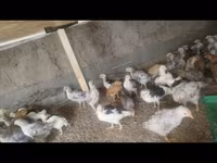 Chickens — photo 2
