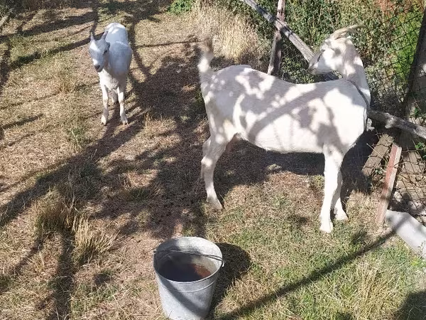 عنزة, LaMancha goats