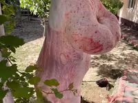 Ram, Rhon sheep — photo 6