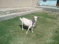 عنزة, Saanen goat — الصورة 2