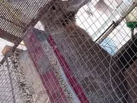 Eber, Schweine — Foto 3
