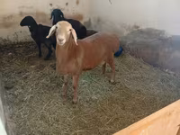 Ram, Arashan sheep — photo 2