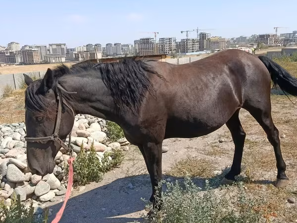 Бие, Skyros Pony
