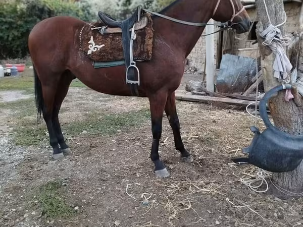 Hengst, Thoroughbred horse — Kirgisistan
