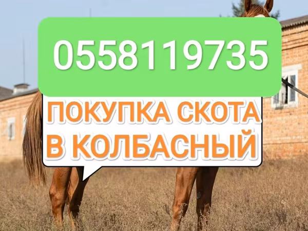 Айғыр, Жылқылар — Қырғызстан