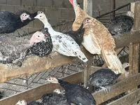 Turkeys — 1-сурет