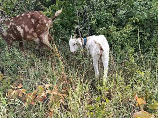 बकरा, Nubian Goat