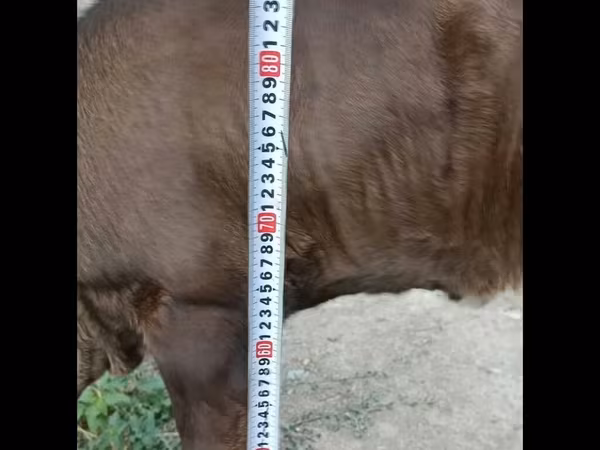 Бұқа, Swiss cattle — Қырғызстан