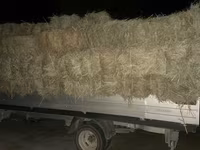 Сено в тюках 3 укос клевер и разнотравье - Прессованные тюки — Foto 2