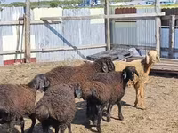 Қошқар, Baerchuke sheep — 4-сурет