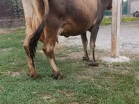 Cow, Cattle — photo 6