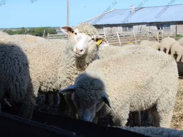 公羊, Kuibyshev sheep