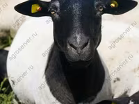 Ram, Dorper sheep — photo 1