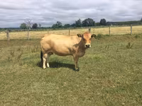 Vaca, Partenaise cattle — foto 1