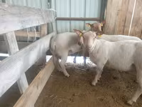 Қой, Baerchuke sheep — 2-сурет