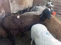 Sheep, Rhon sheep — photo 5
